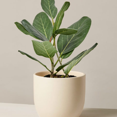 Ficus Audrey