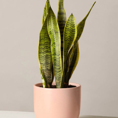 Snake Plant Laurentii