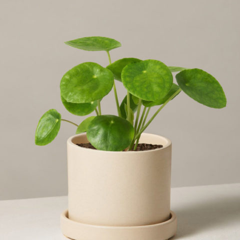 Pilea Peperomioides