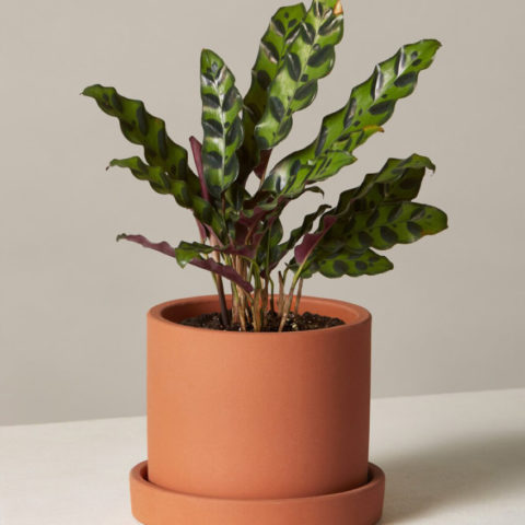 Calathea Rattlesnake