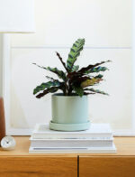 Calathea Rattlesnake