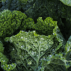 Organic Green Kale